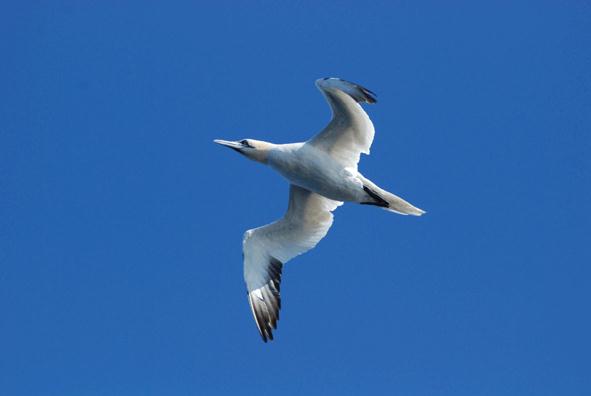 Carsten Nesshoever - Bird